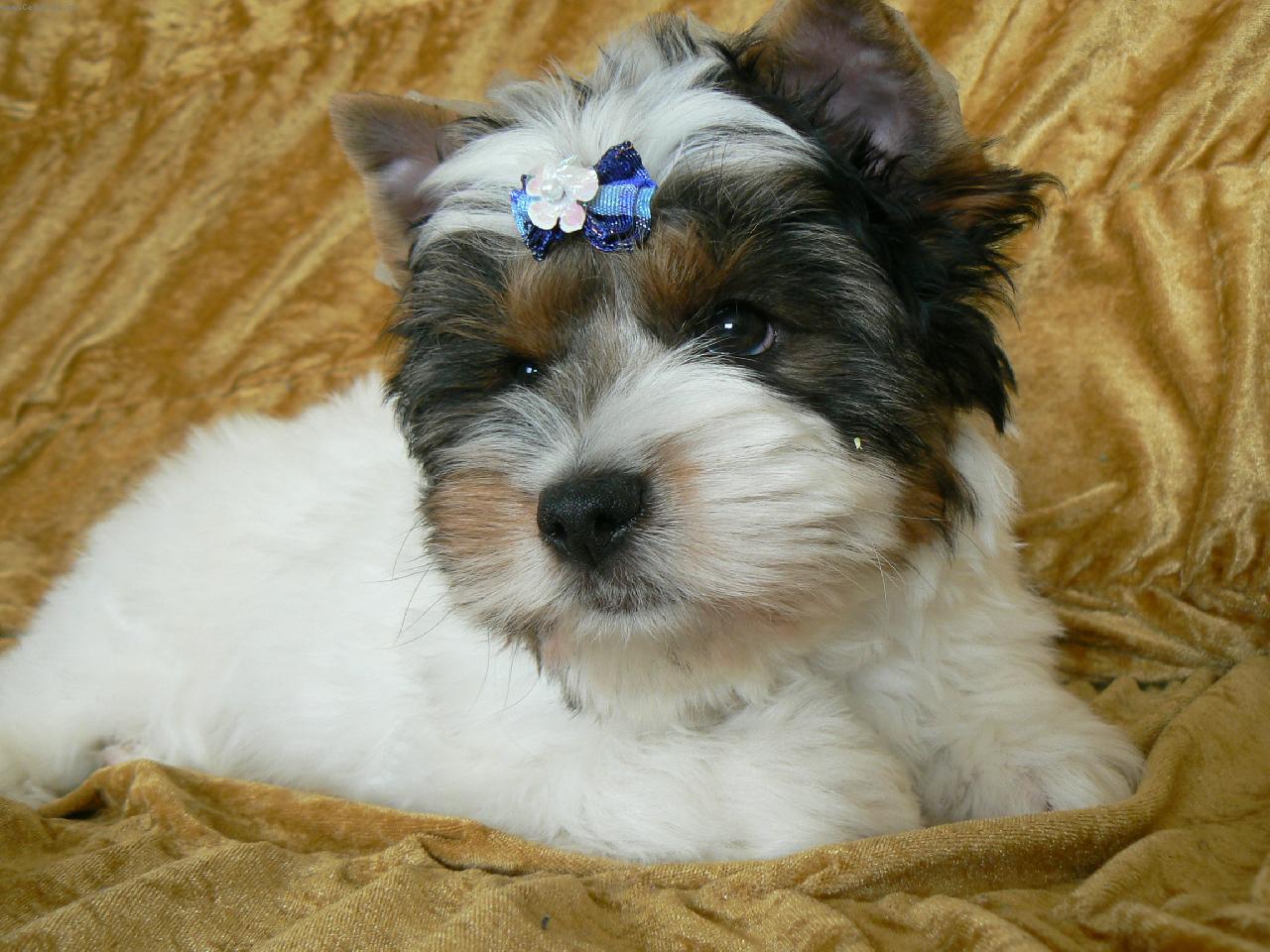 Foto: www.biewer.estranky.cz-Enýsek