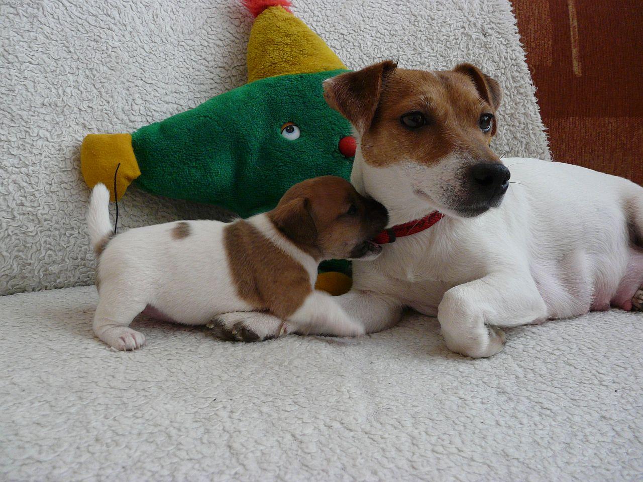 Foto: Malinká Celine Dion a maminka Fattynka-Narodila se jako nejmenší,131gr