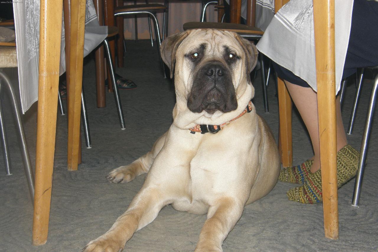 Foto: pod stolem u nohou babičky-na oslavě