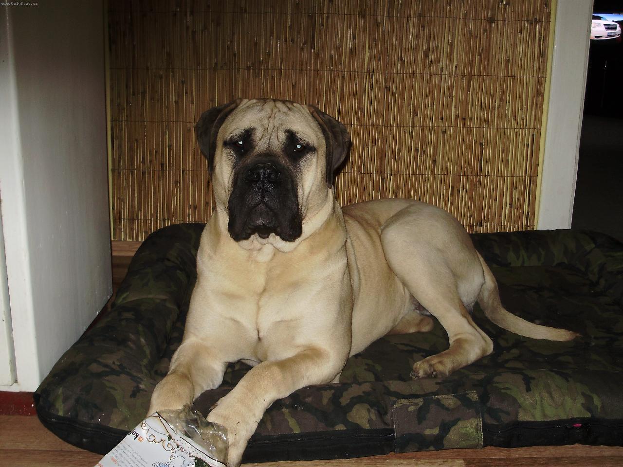 Foto: Gordon Naděje ze Zvole a jeho nový pelíšek