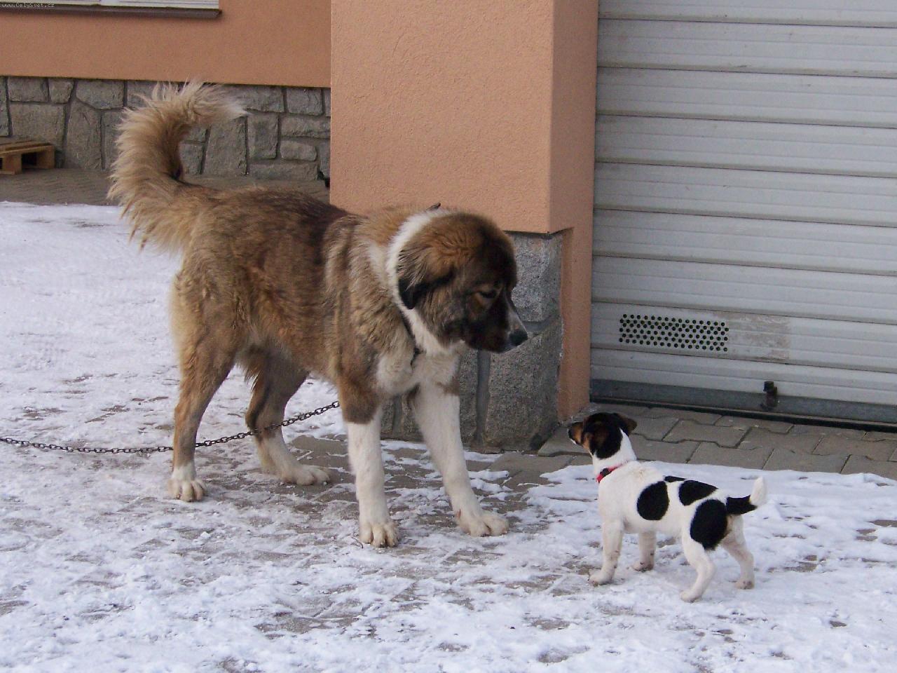 Foto: Dva kamarádi-Jack a Ája