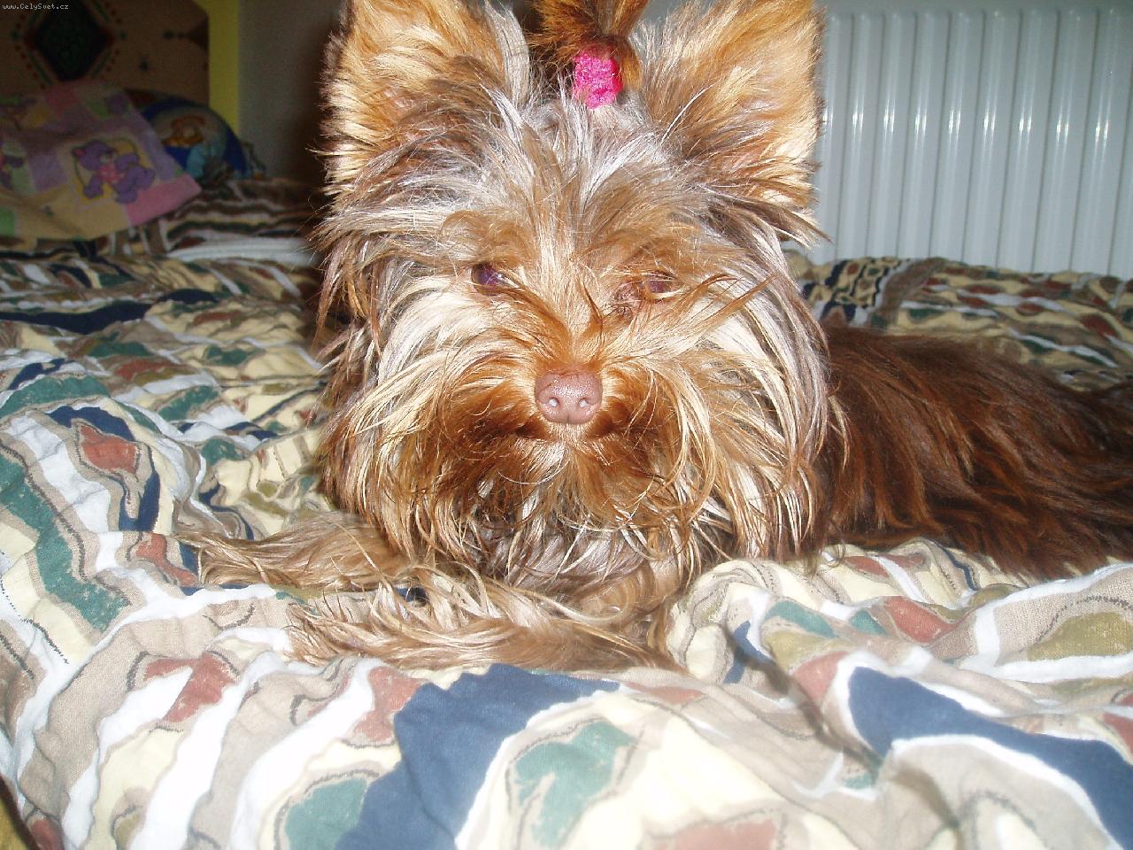 Foto: Tesinka-Náš mazlíček