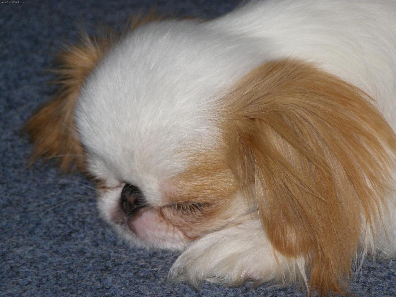 Foto: Emy-já tak ráda odpočívám