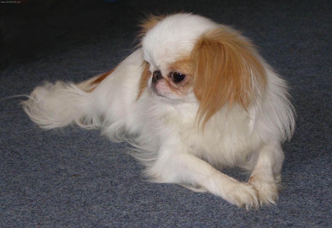 Foto: Emy-mladá fenka