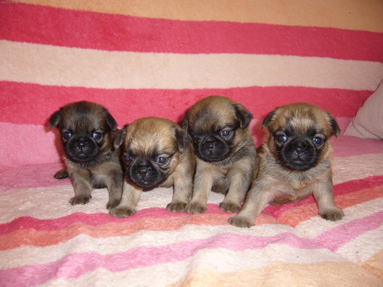 Foto: Štěňátka z Francouzské lilie-Vrh A