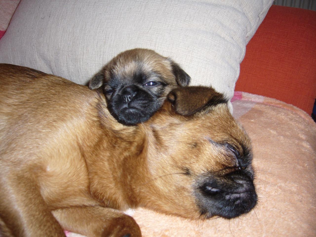 Foto: Štěně s maminkou z chov. st. Francouzská lilie-Cibulka se štěňátkem