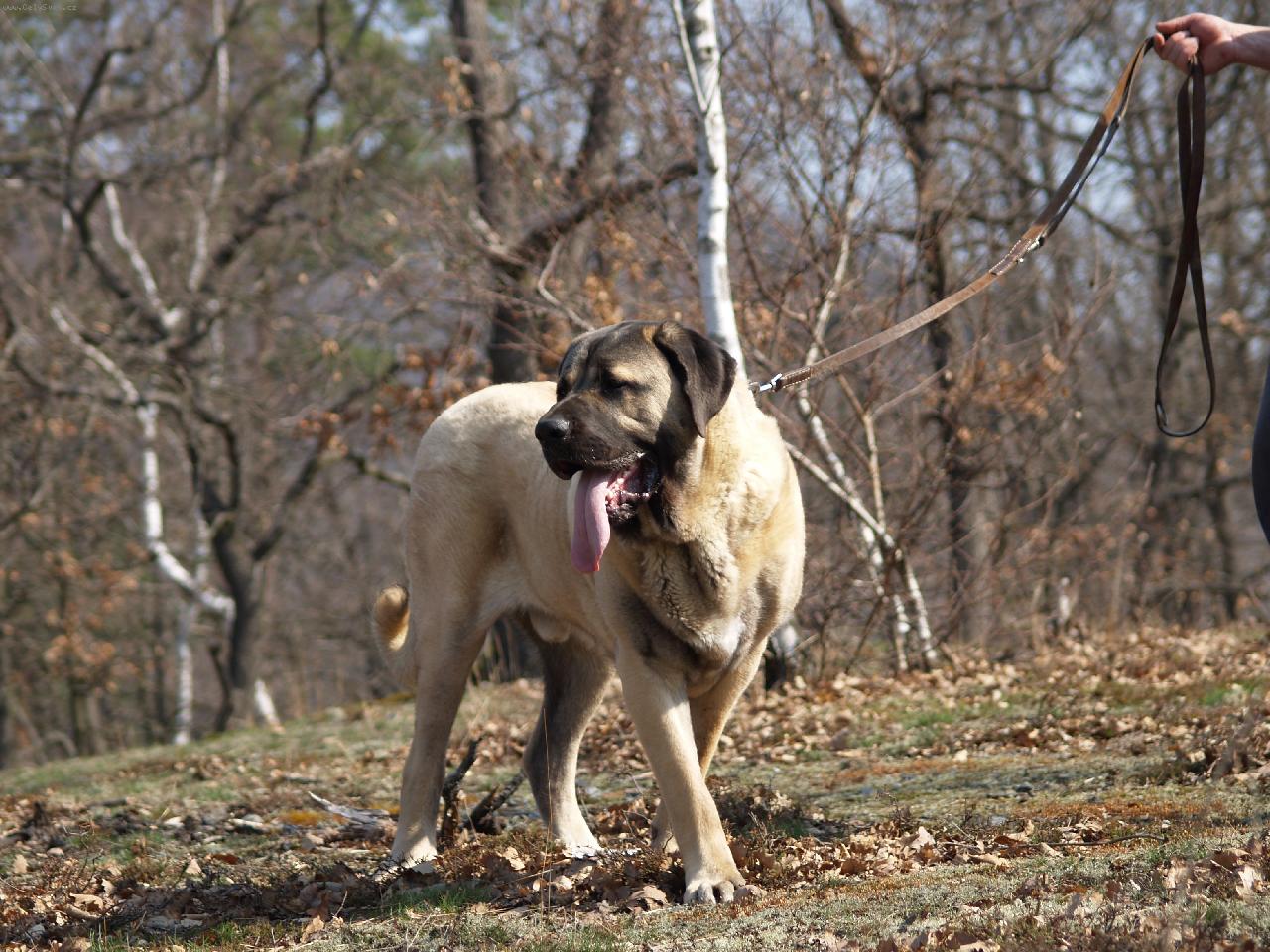 Foto: pes 10,5 měsíce