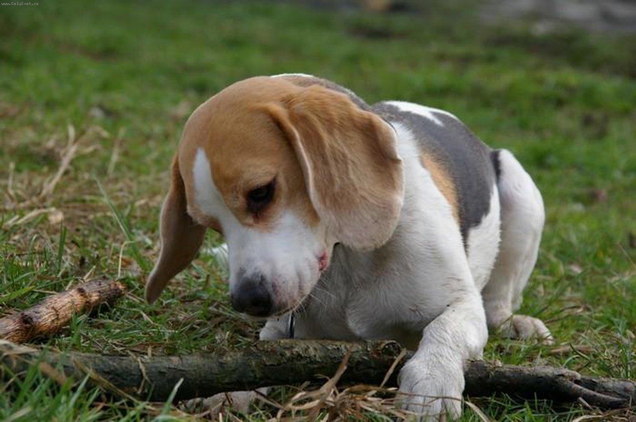 Foto: Zanetka-Nejpohodlnejsi je okusovat klacik v leze