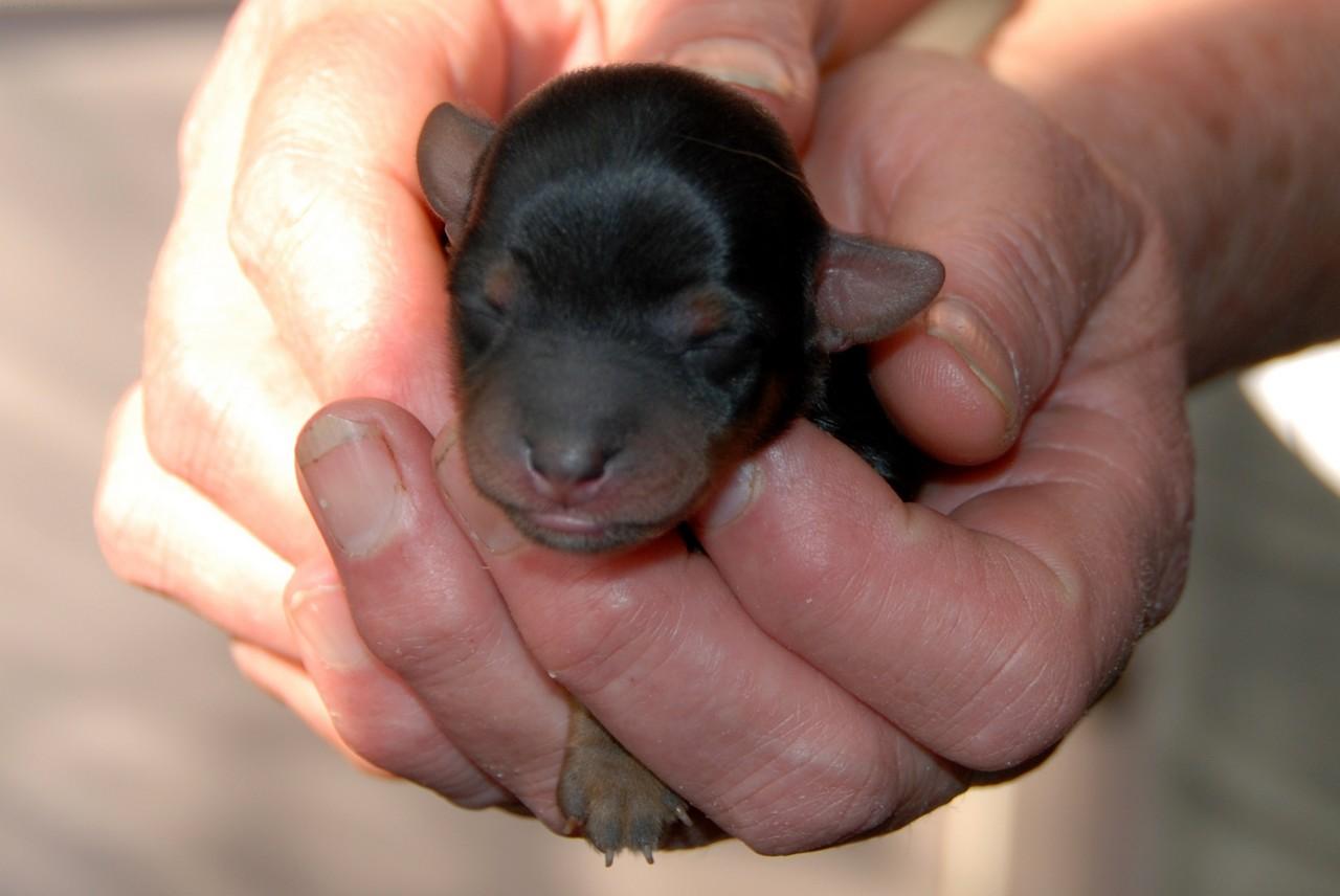 Foto: Yorkšírský terier-Štěňátko staré jeden den