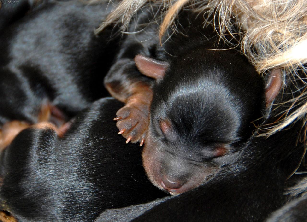 Foto: Yorkšírský terier-Štěňátko staré jeden den možná Lucky