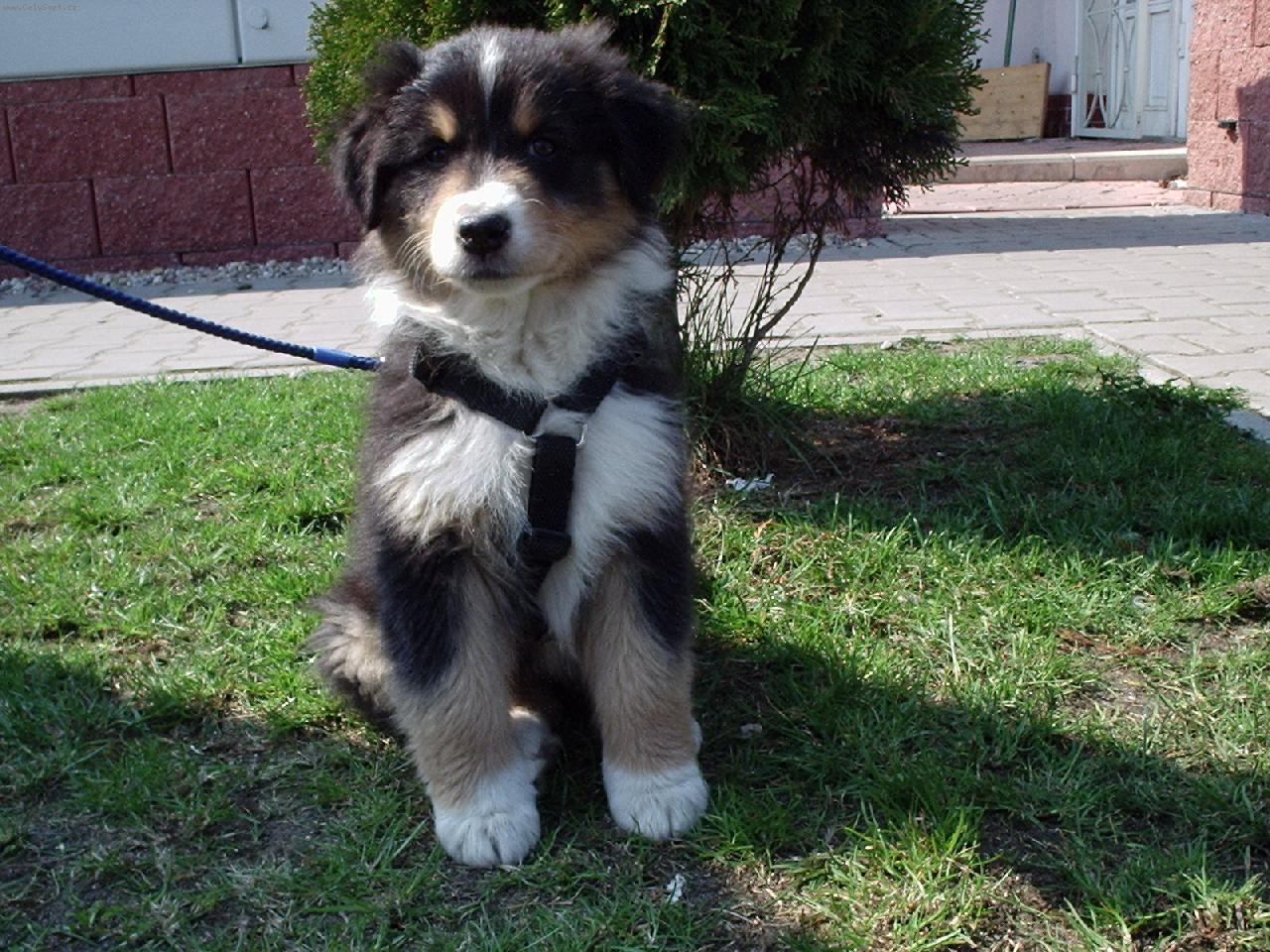 Foto: sedící Arinka :)