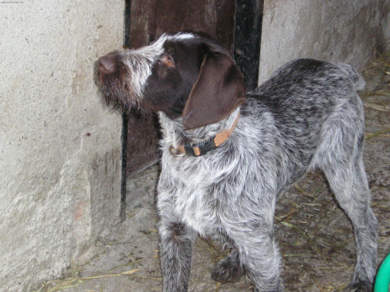 Foto: Bělka Od Panského rybníka-Bělka vystavuje kočku