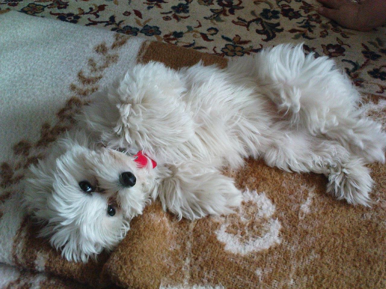 Foto: dám si šlofíka-Bettynka jde do hajan