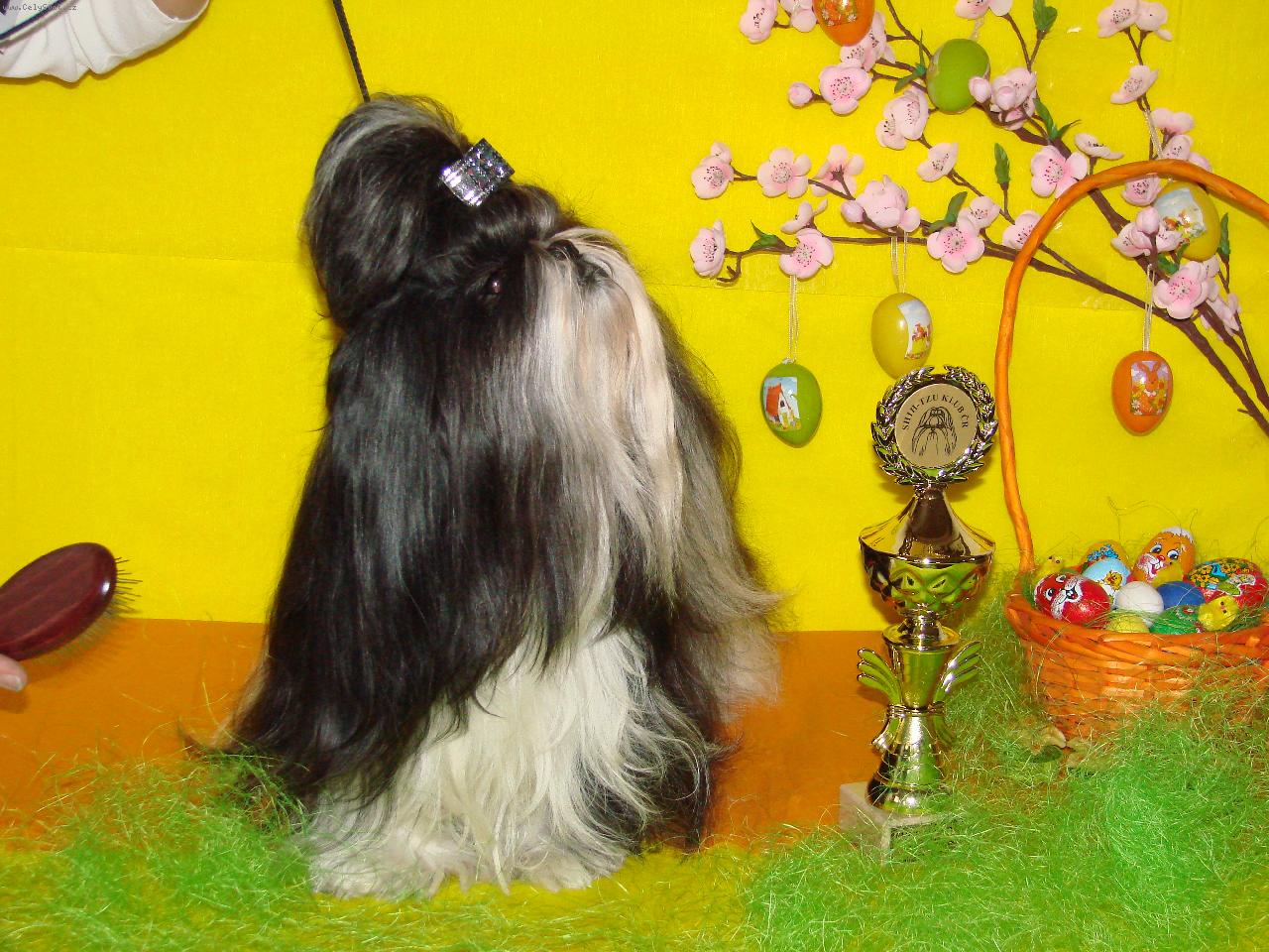 Foto: Veselé velikonoce-Anduláček