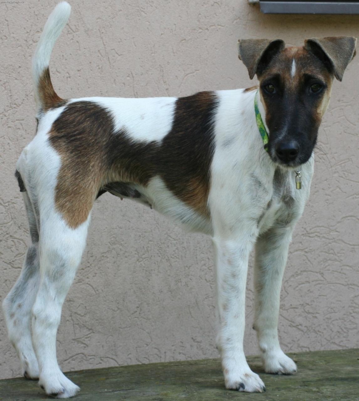 Foto: Angie Bohemia Regent-Ztratila se 8.1.2009...