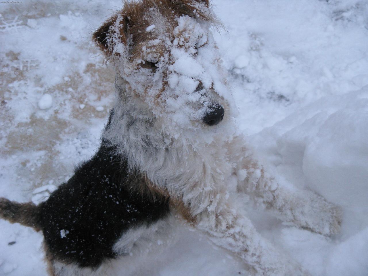 Foto: Anny ve sněhu