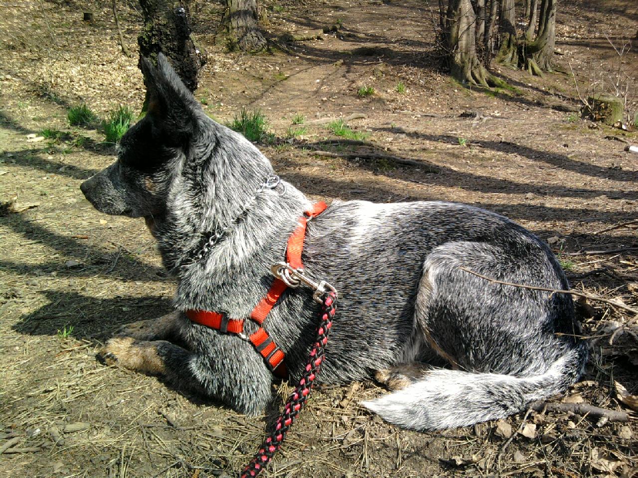 Foto: Alf-Alf u rybníka