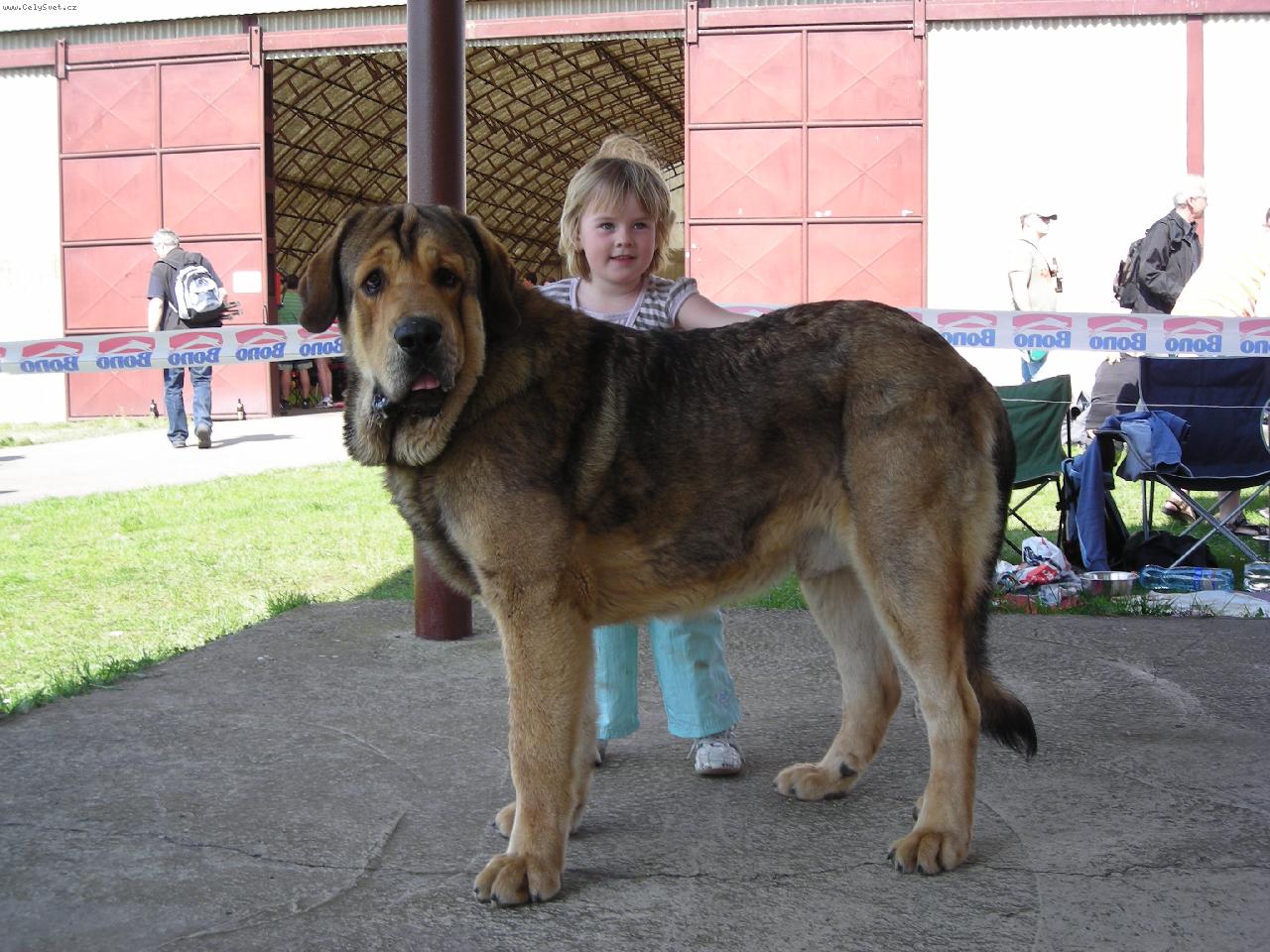 Foto: CHS z Polabských blat-Maruška a ARGENTO Con Fundo na výstavě