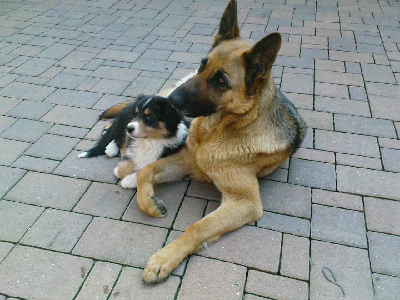 Foto: naše holky-Ve dvou se to lépe táhne :)