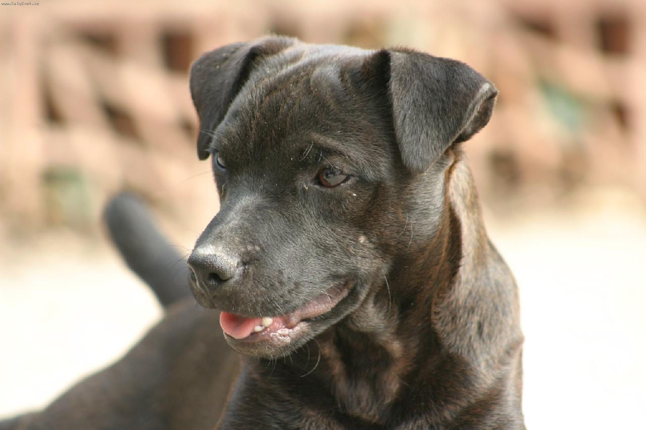 Foto: xibi srdcové eso-patterdale teriér Be´R s  Berry