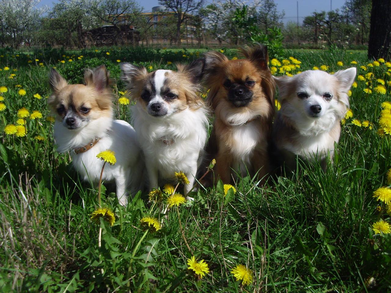 Foto: www.denelis.estranky.cz-Jaro je tu