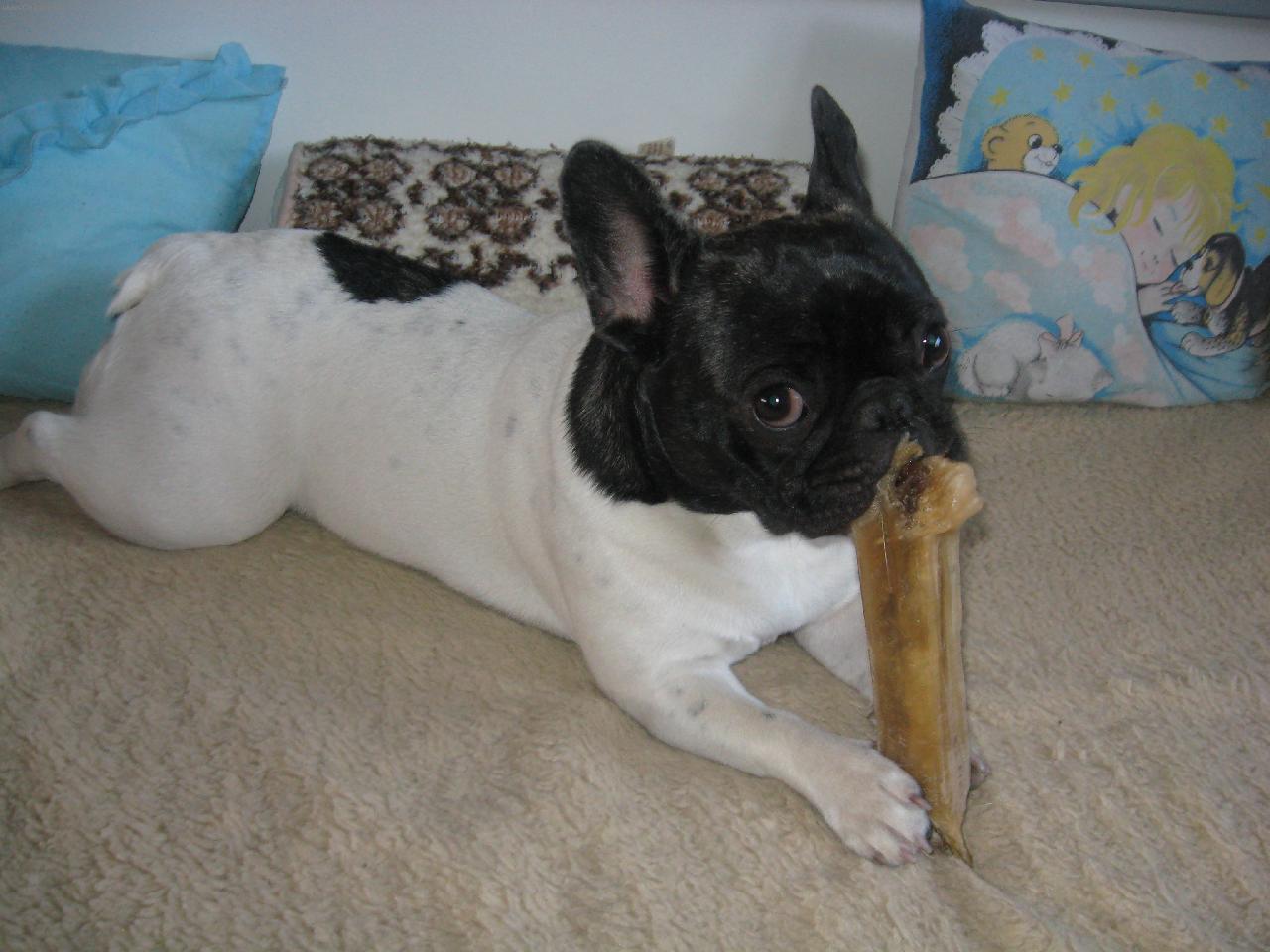 Foto: Andulka z Dýšiny u Plzně