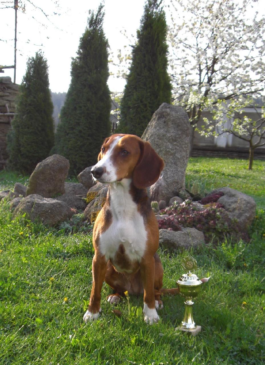 Foto: MVP České Budějovice-V1,CAJC, BOB Vítěz plemene