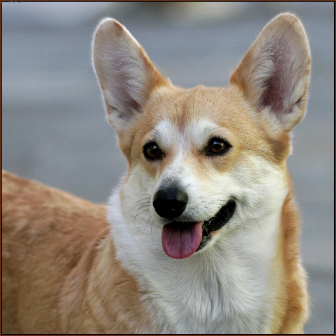 Foto: Dragon Joy - Drahuška-Interchampion Dragonjoy