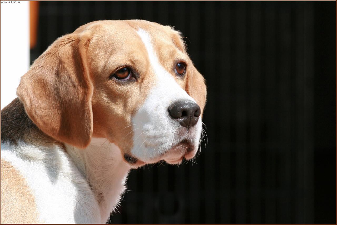 Foto: Akirka-Akira z Pooderské krajiny - český šampion