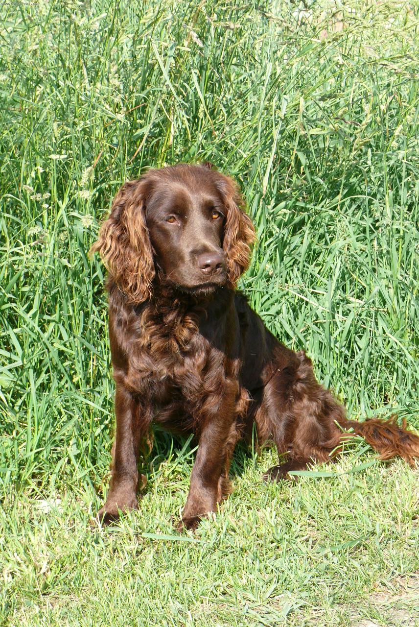 Foto: Naše kráska-Už je tu po třetí, ale teď už opravdu všechny dohnyla :-) tady je nám 1,5 roku