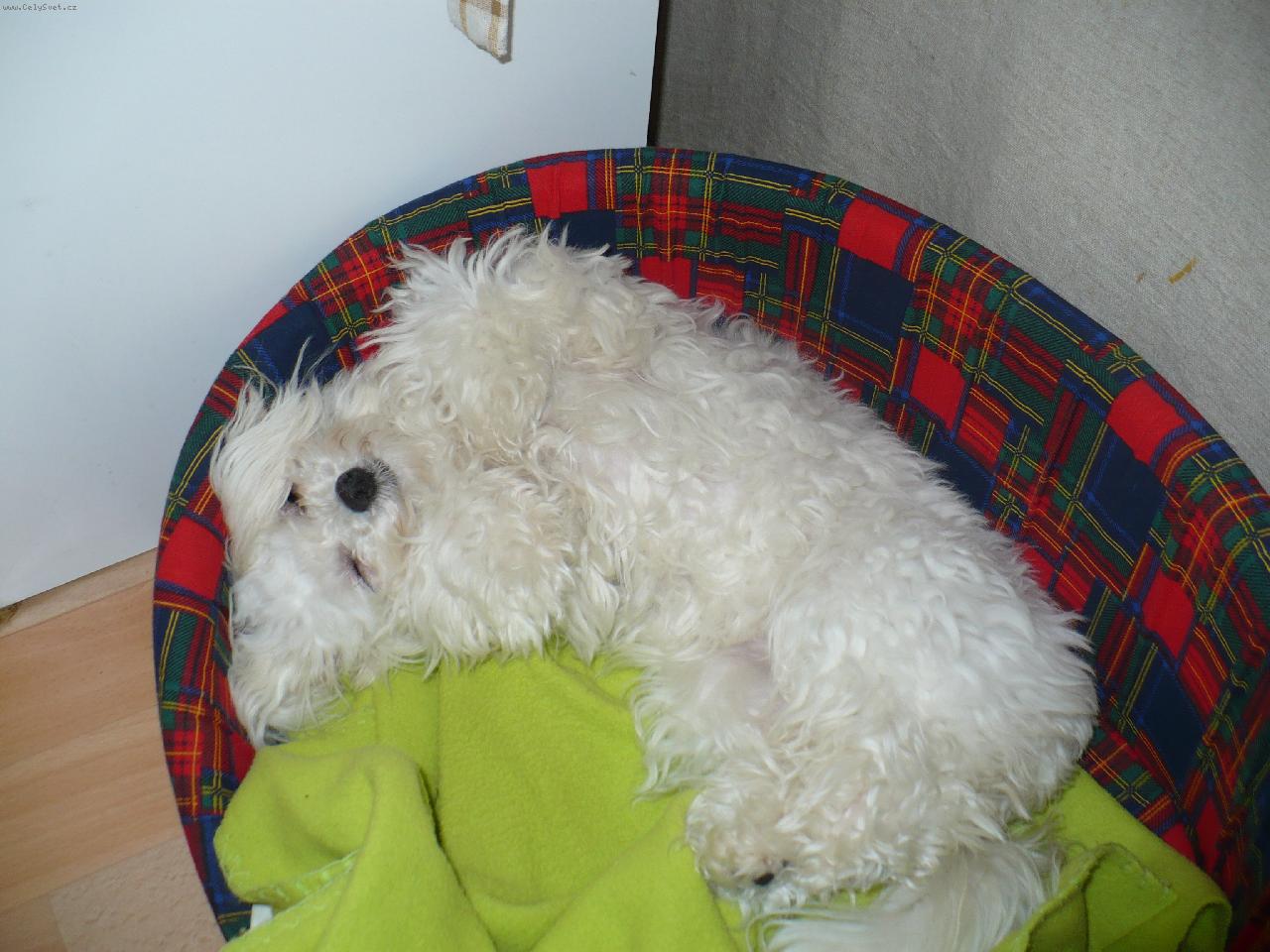 Foto: Naše Ebi ;-)-Ležící, spící Ebinka