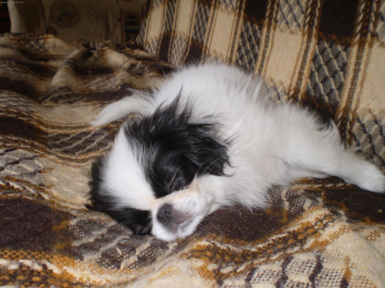 Foto: Spící Japánek