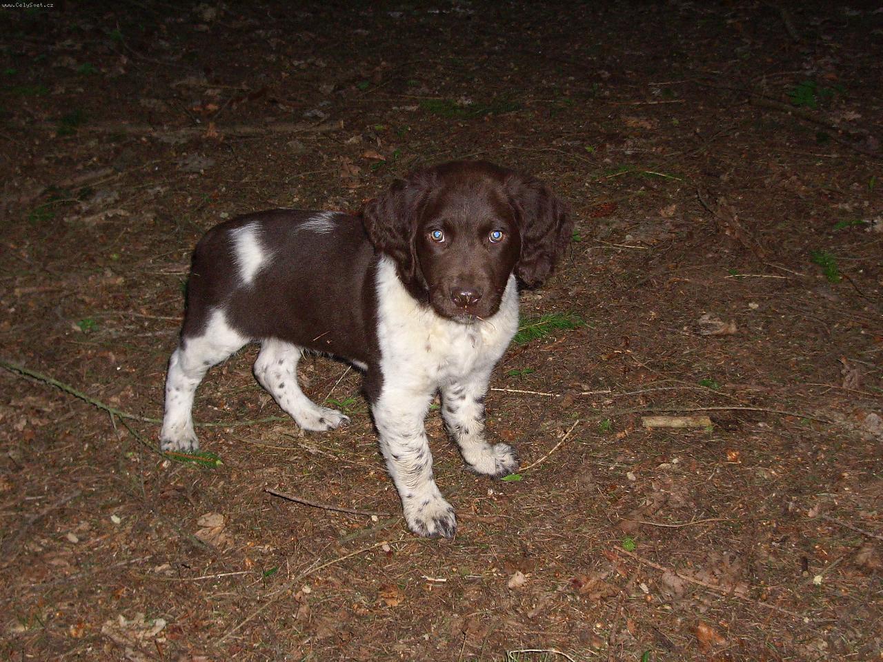 Foto: Ir ze Sezemských borečků