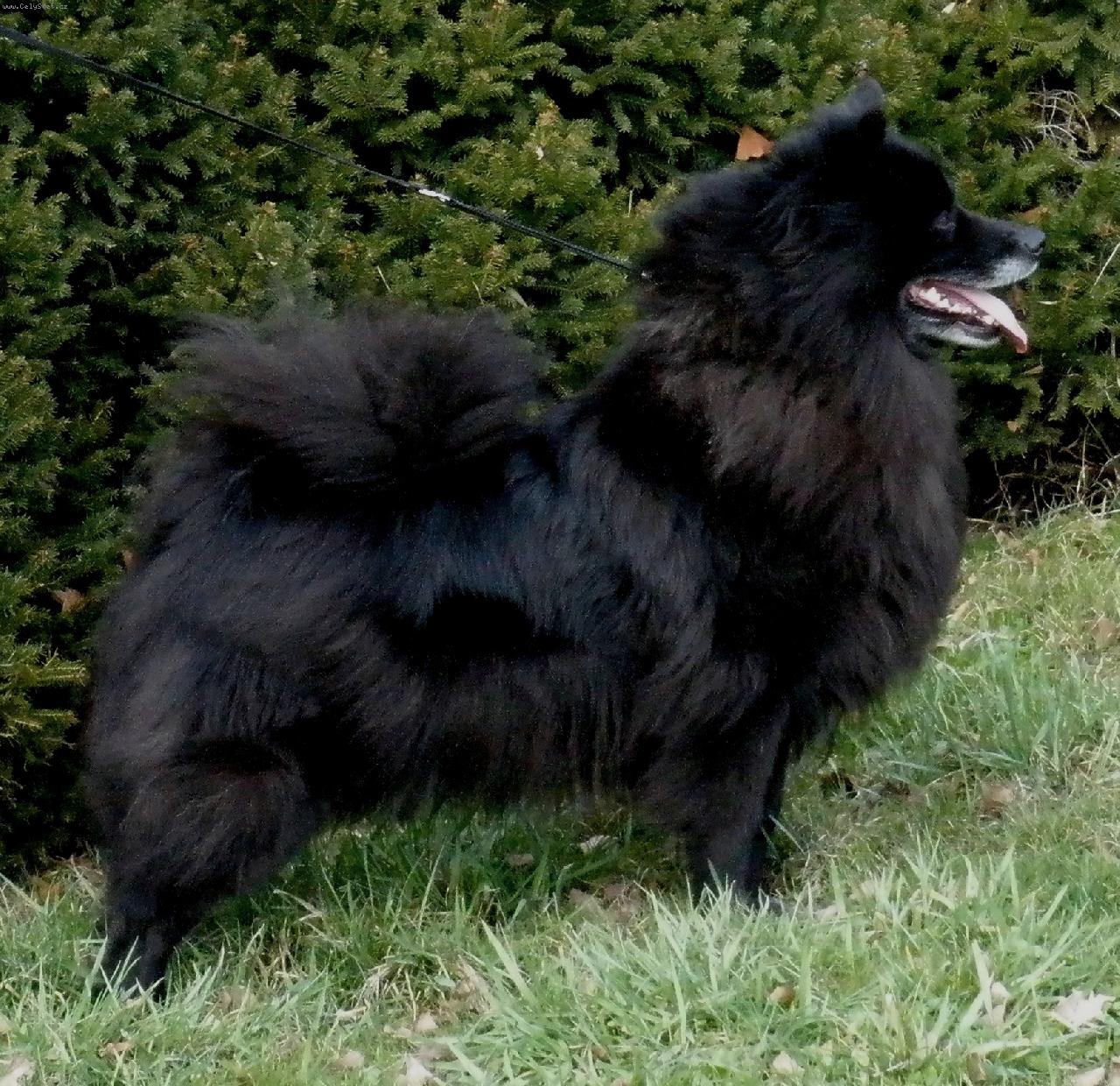 Foto: Aeimy Black Re-Jan Moravia velký černý pic-Aeimy Black Re-Jan Moravia - http://re-janmoravia.ic.cz