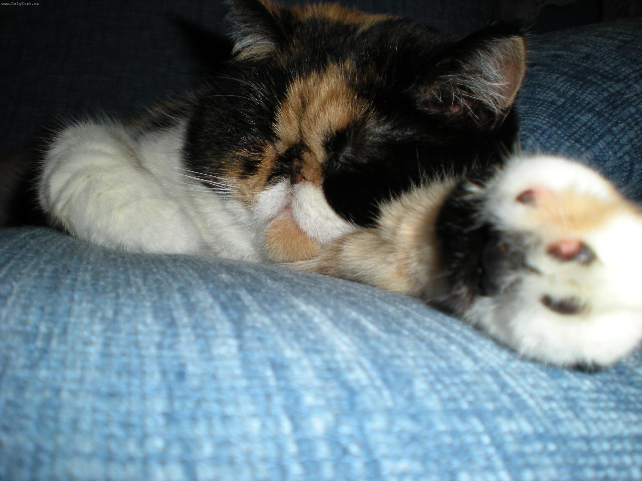 Foto: Siesta-Sedačkové lehárko.