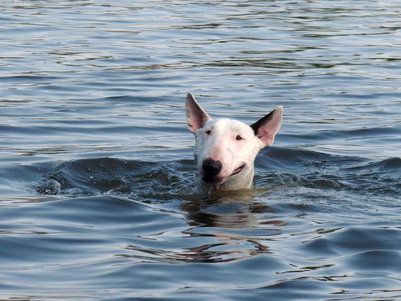 Foto: Plaváček Roda