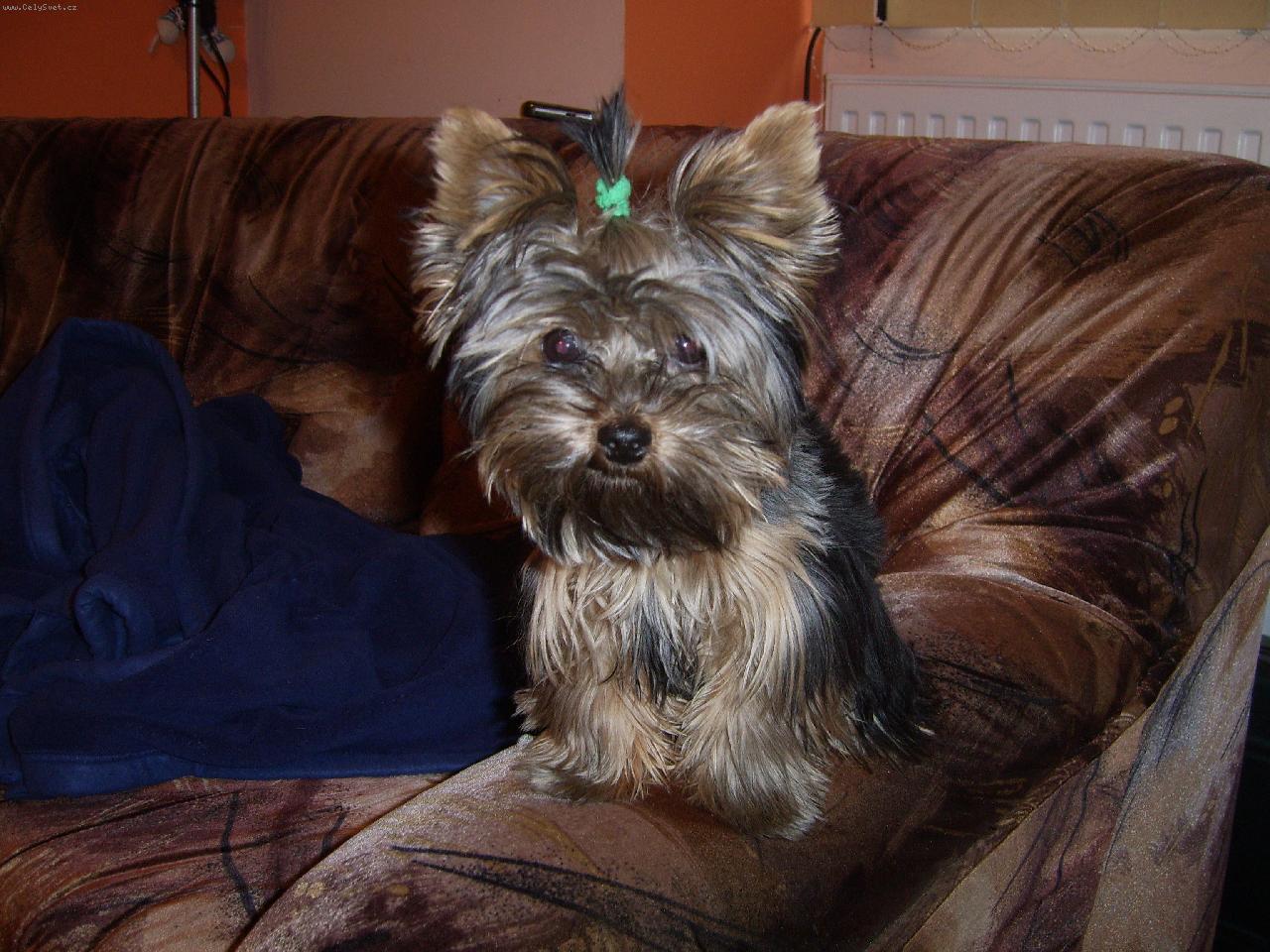 Foto: yorshire terier-Tak si mě teda vyfoť, tedy....