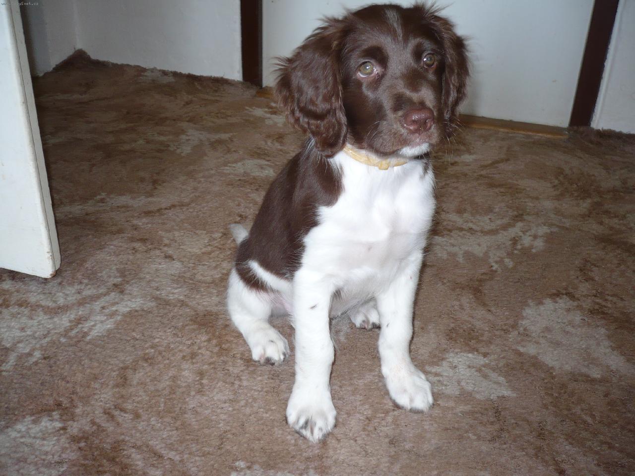 Foto: TAZI 9 TÝDNŮ