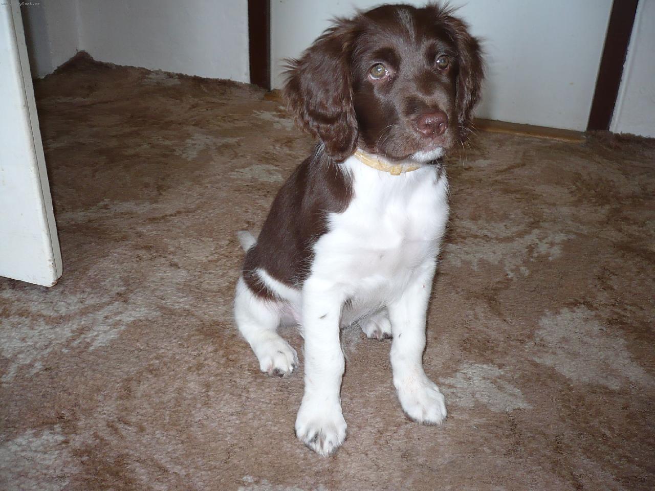 Foto: TAZI 9 TÝDNŮ