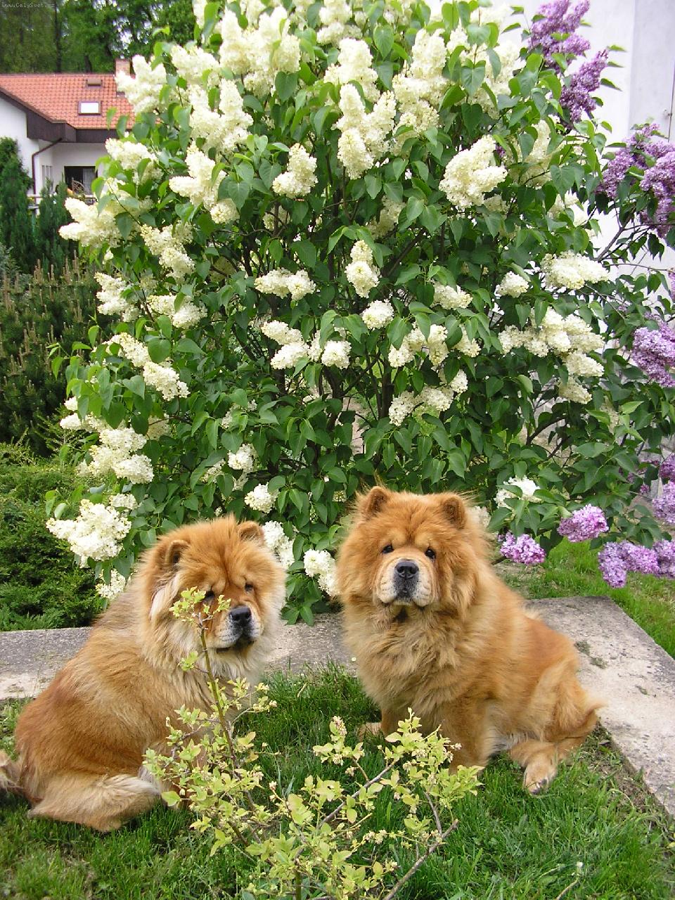 Foto: první máj je lásky čas