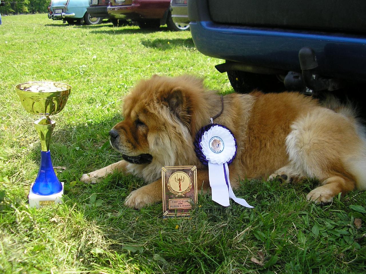 Foto: klubová výstava Exotic klubu-to všechno je moje