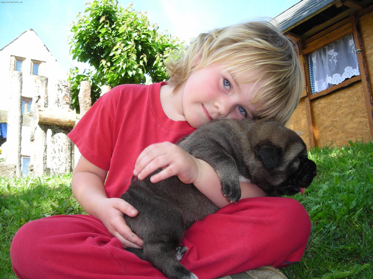 Foto: Španělský mastin z Polabských blat-Maruška a naše štěňátko z vrhu D, 8 dní