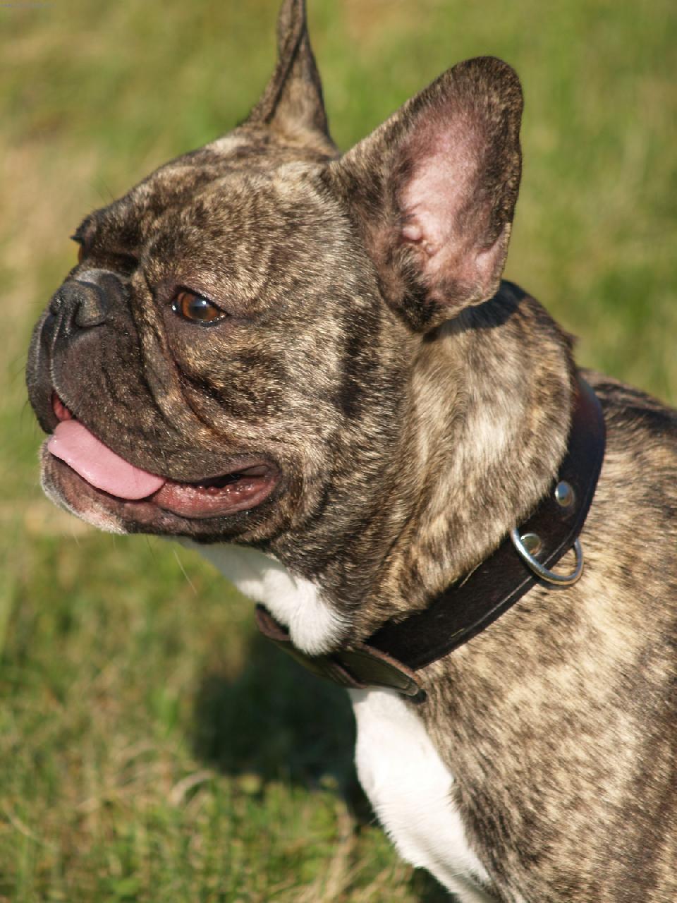 Foto: BULDOCEK ROCKY