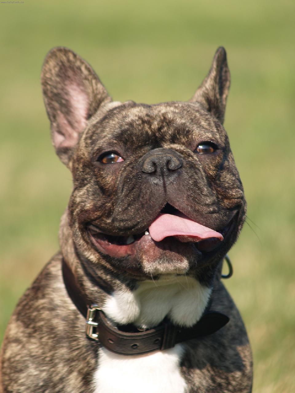 Foto: BULDOCEK ROCKY - FOTO 2