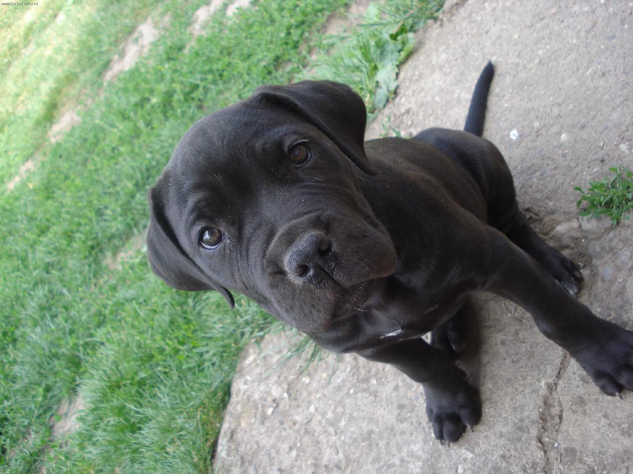 Foto: Mirtil-moja malicka prave ma 9 tyždnou