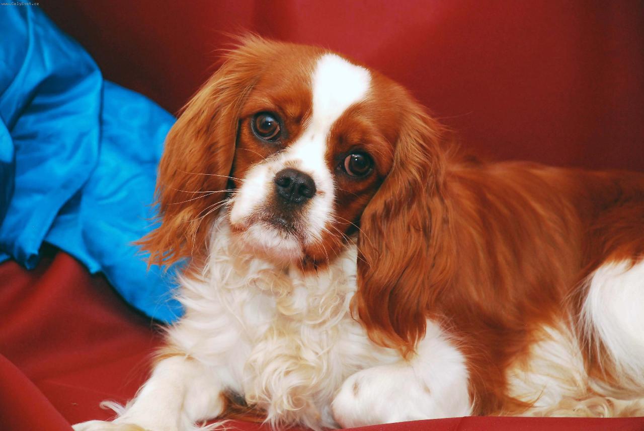 Foto: Čokynka-Naše Čokynka