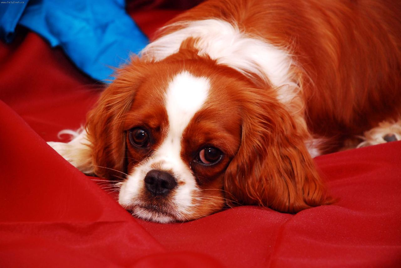 Foto: Čokynka-Naše zlatíčko