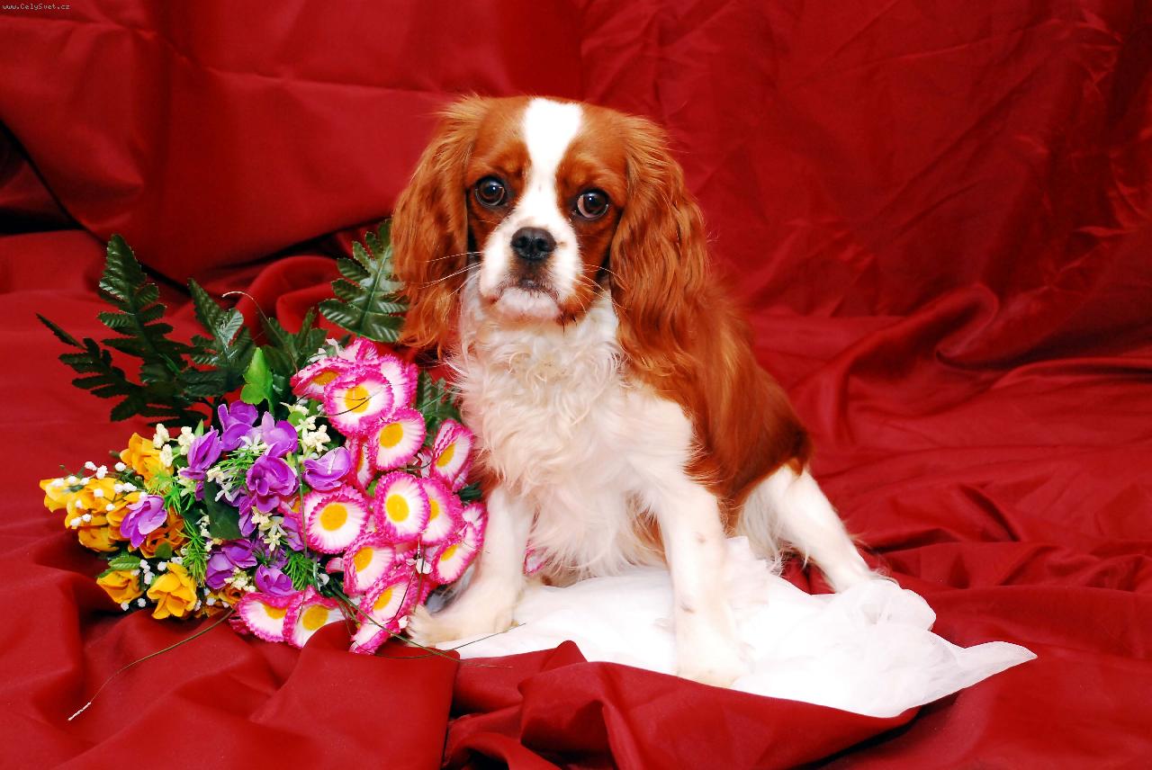 Foto: Čokynka-Naše zlatíčko Čokynka