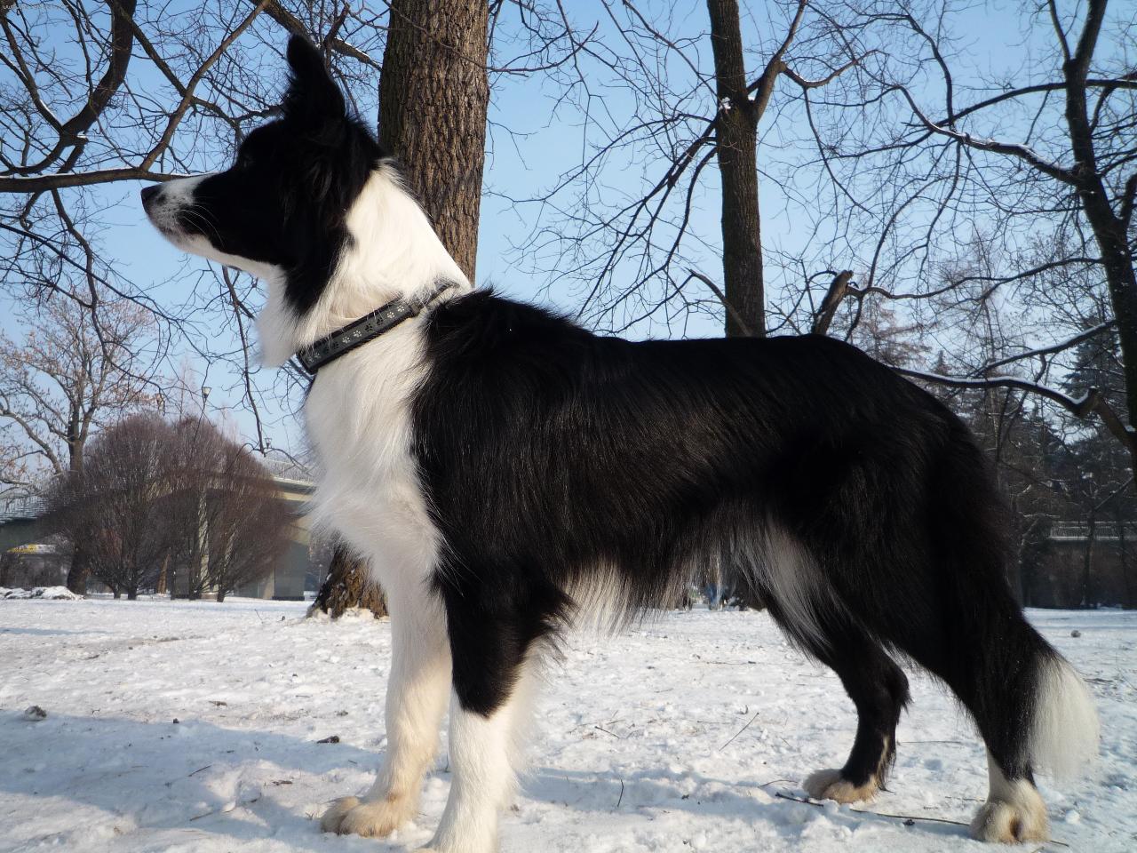 Foto: Eseja Slezský hrádek-alias Casey