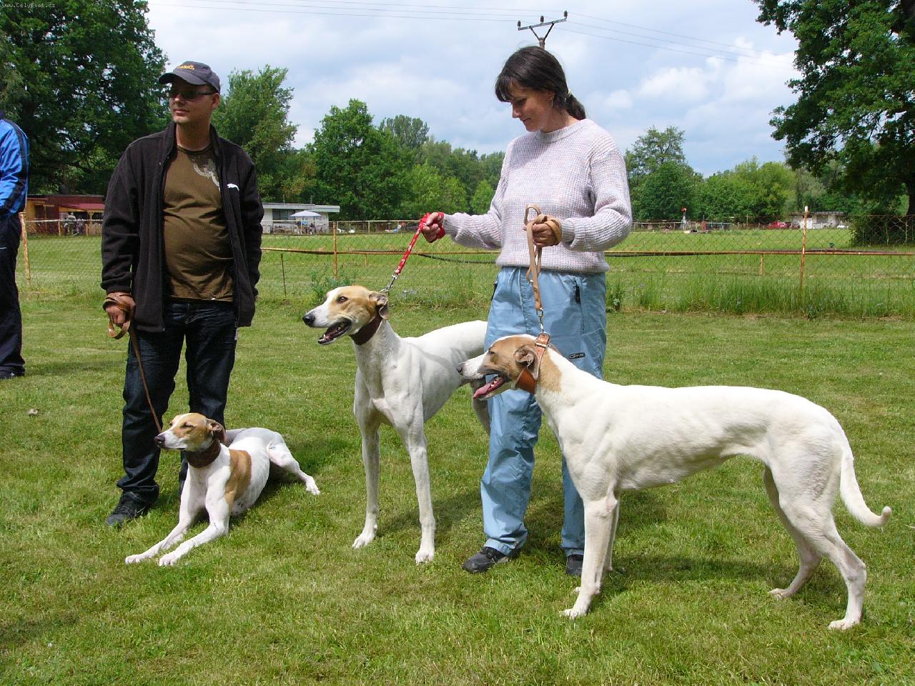 Foto: Avalanche Llawondyss (vpravo)-Dostihy Kolín